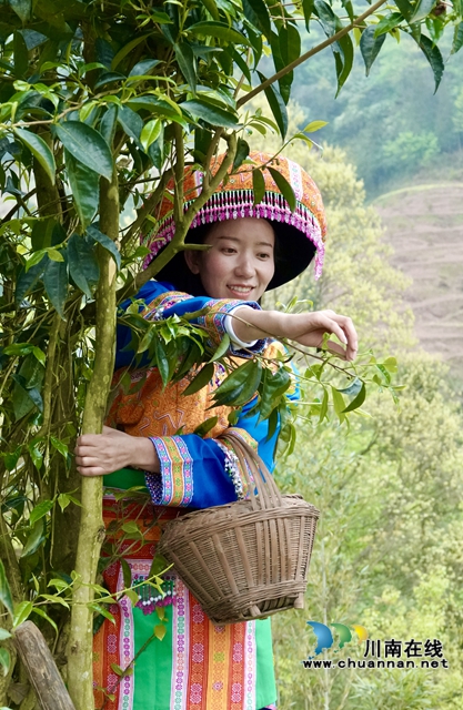 古蔺：苗家儿女的大茶树(图2)
