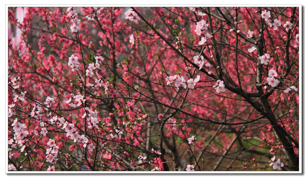 IMG_0611_副本_副本.jpg