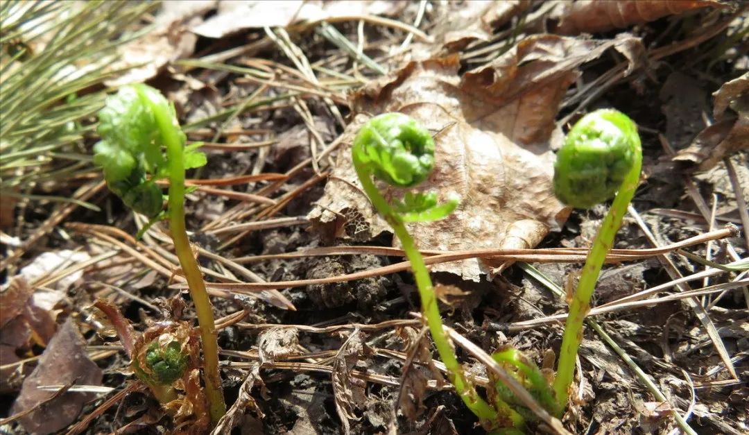 【分享】今年清明，这5样东西不能吃！