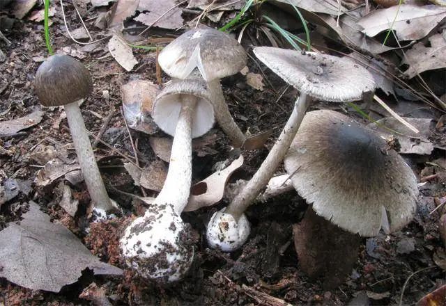 五岁两兄妹双双蘑菇中毒，送进医院