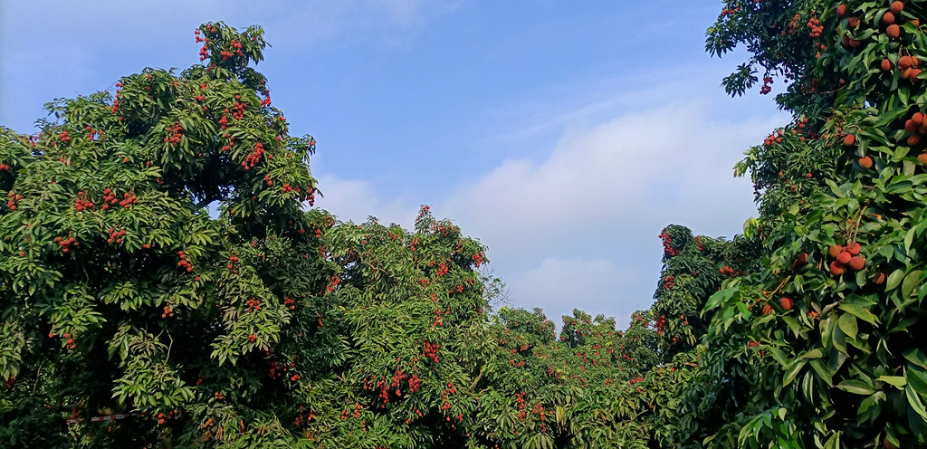 【泸州·通滩】首届百年老树荔枝采摘节盛大开园，十万斤荔枝免费入园随便吃，你去不去！