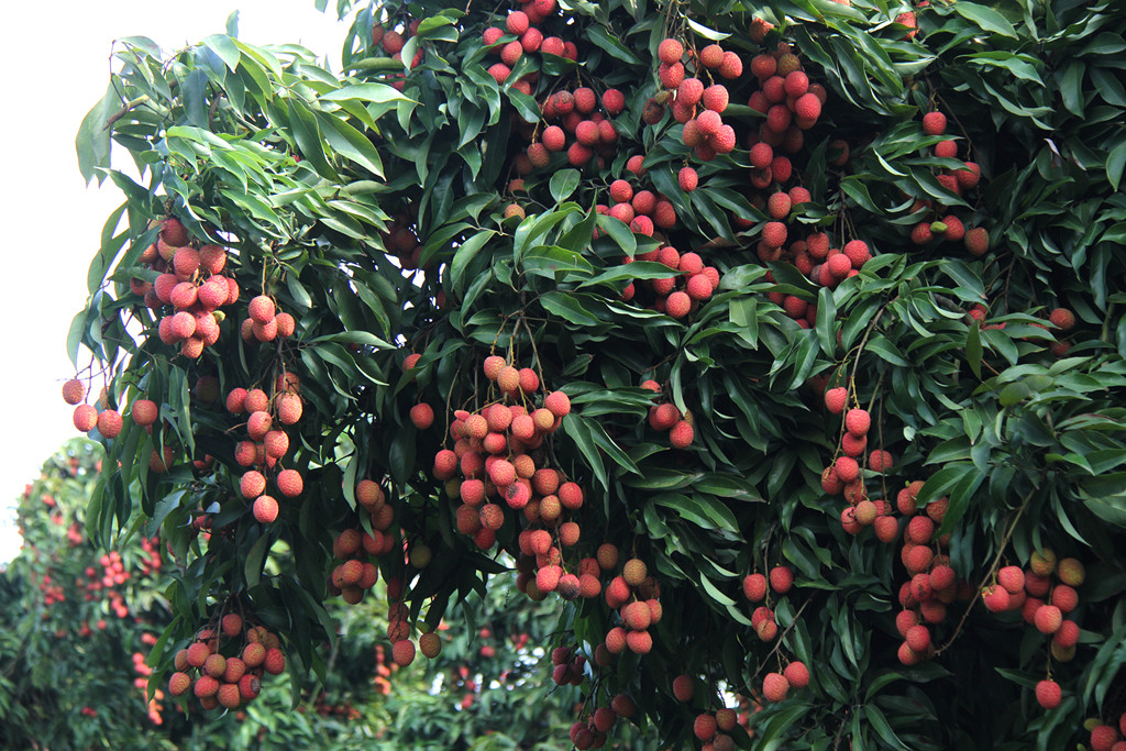 IMG_2797_副本_副本.jpg